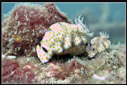 Like Father, Like Son. 2 Chormodoris Risbecia Pulchella t... by Kaye Smith 